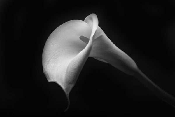 Calla Lilly in Shadow