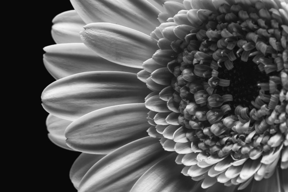 Shasta Daisy in Black and White