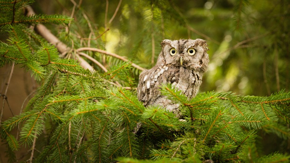 EasternScreechOwl_20160716_0070