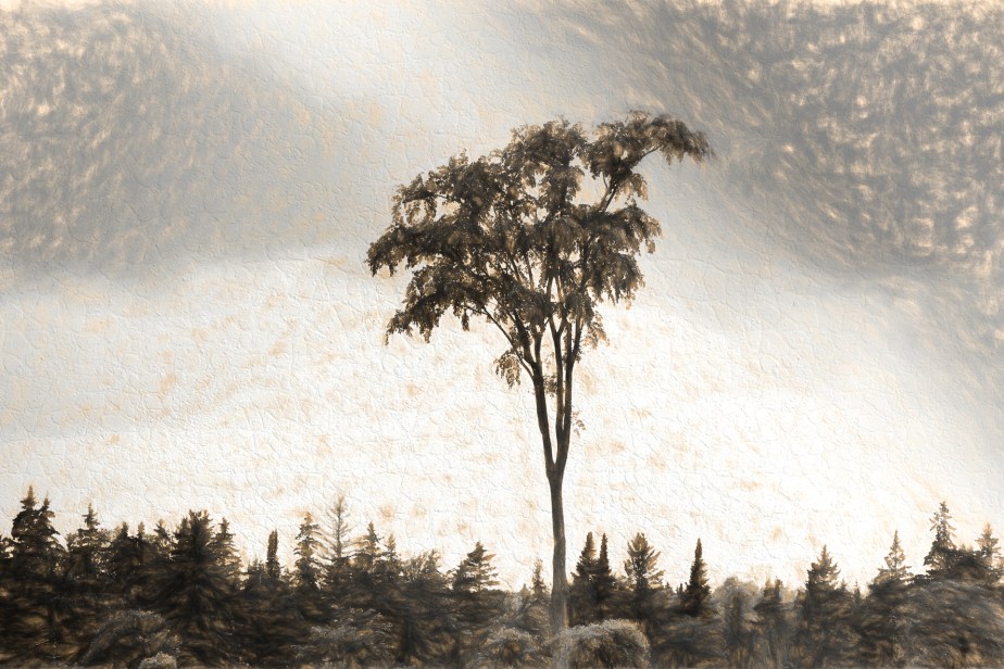 AmericanElm_20170627_0007-Edit