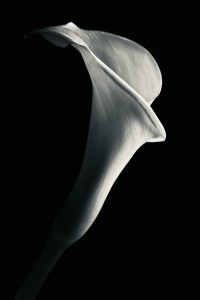 Calla in Light