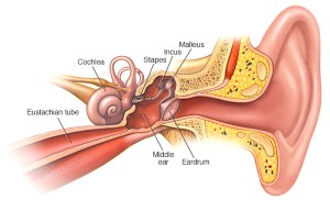Ear