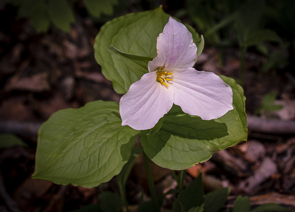 CullenPark_20180516_0057